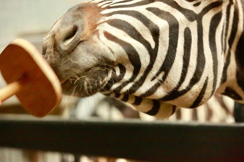 BIAZA Animal Trainer Accreditation